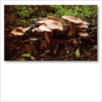 FUNGHI-IMAGES-A-1-2